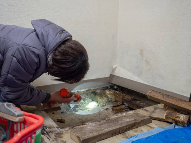 Reliable Tchula, MS Mold Removal Solutions